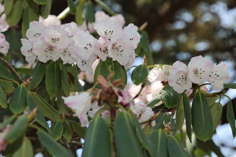 Rhododendron taibaiense photo 4