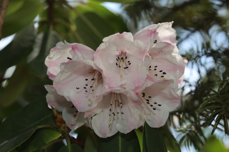 Rhododendron taibaiense photo 5