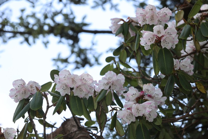 Rhododendron taibaiense photo 6