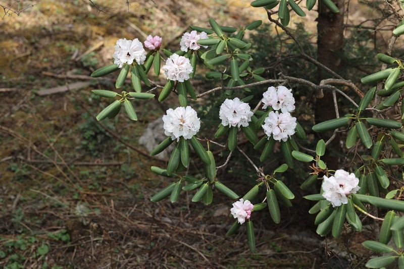 Rhododendron taibaiense photo 7