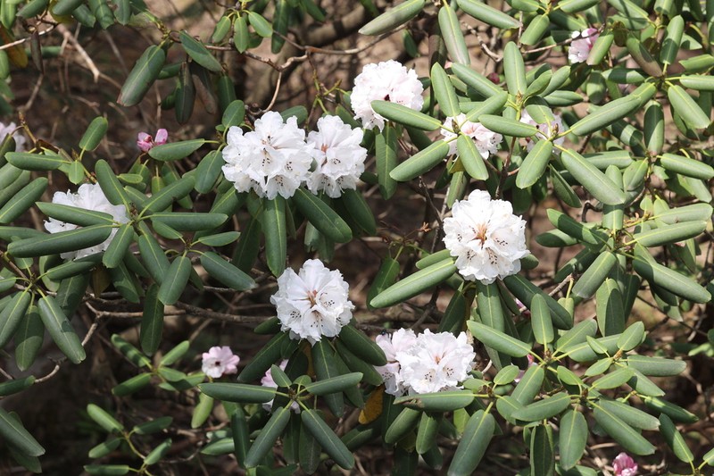 Rhododendron taibaiense photo 8
