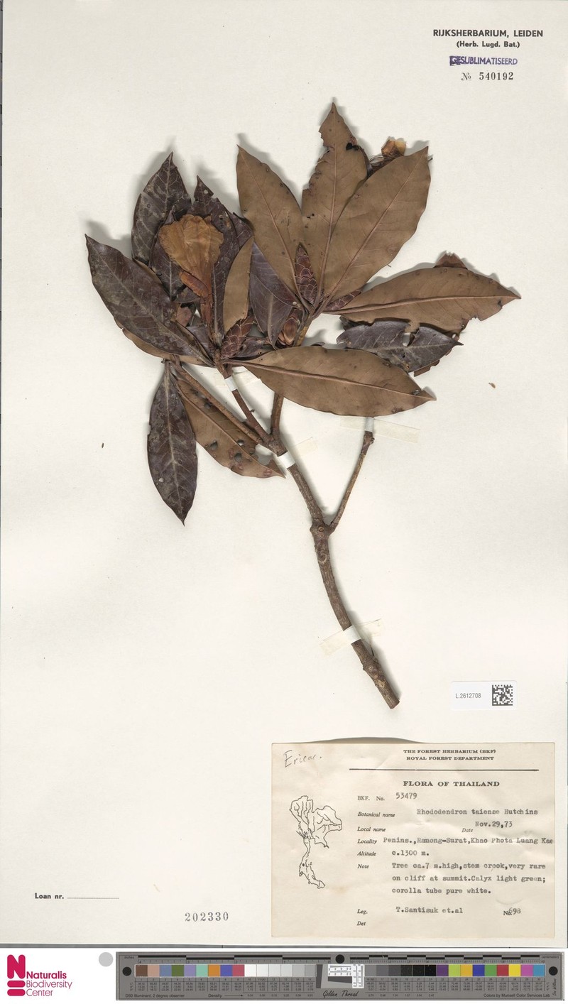 Rhododendron taiense