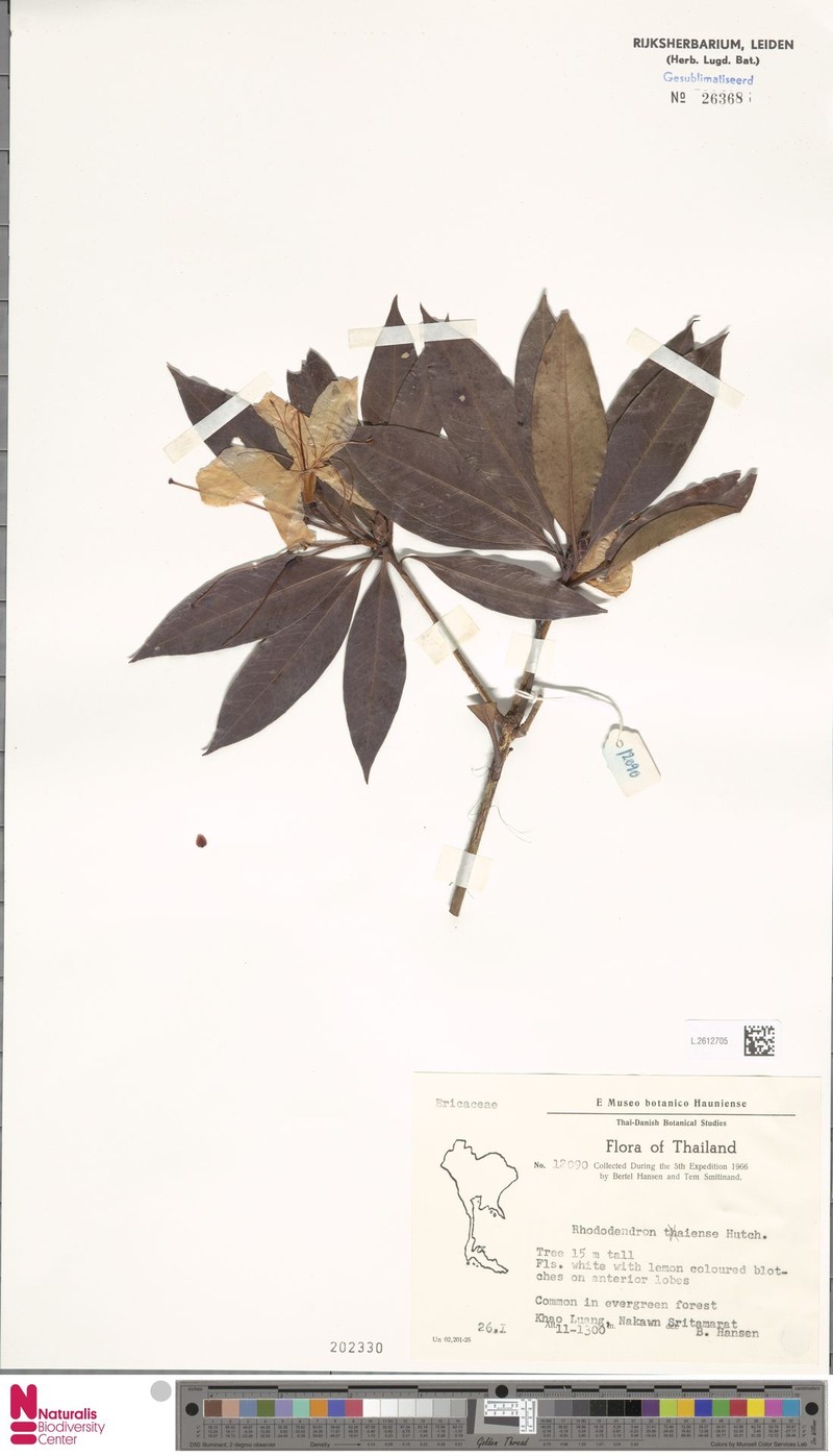 Rhododendron taiense photo 2