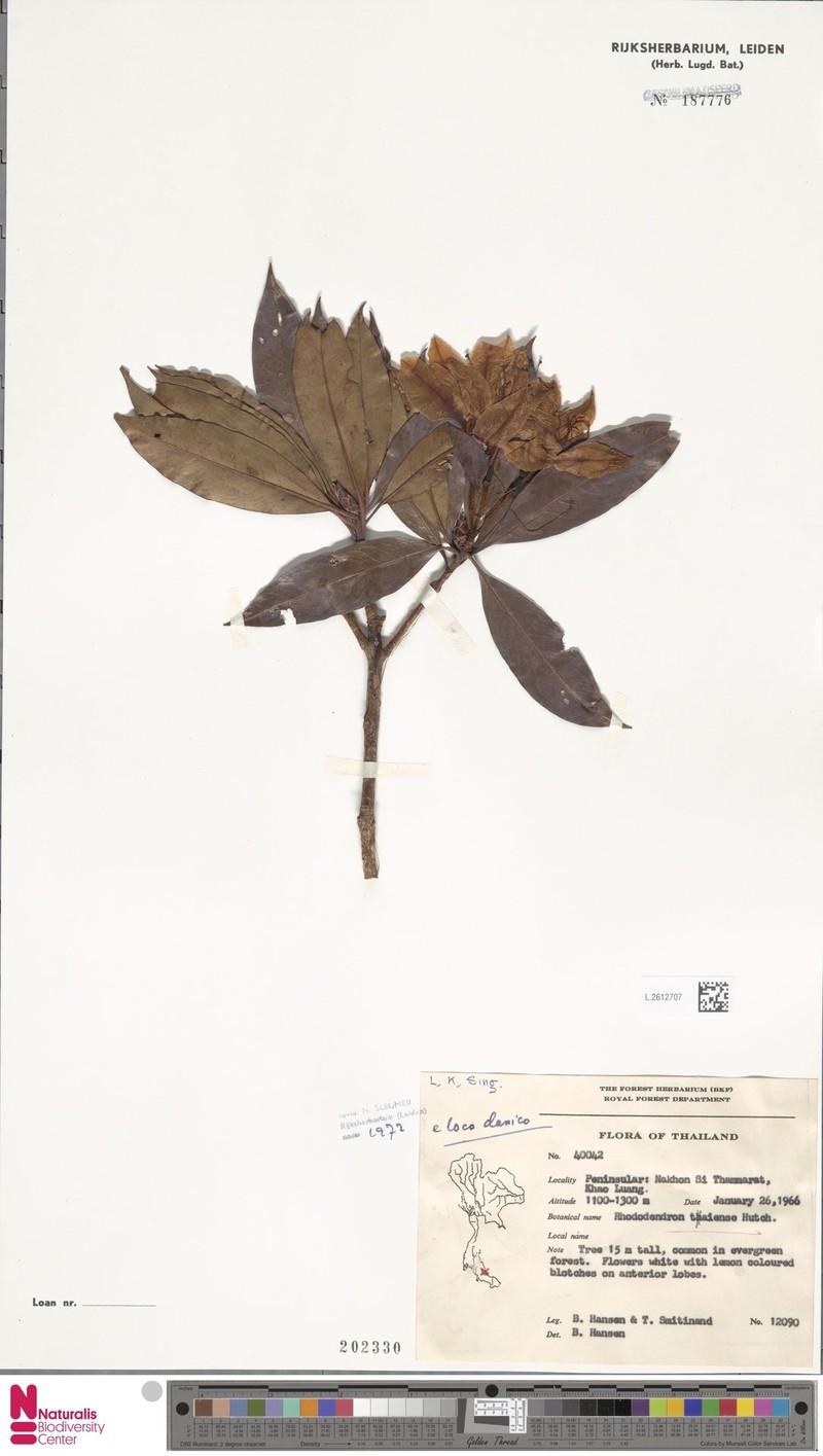 Rhododendron taiense photo 3