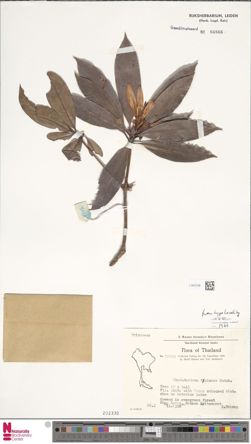 Rhododendron taiense photo 4