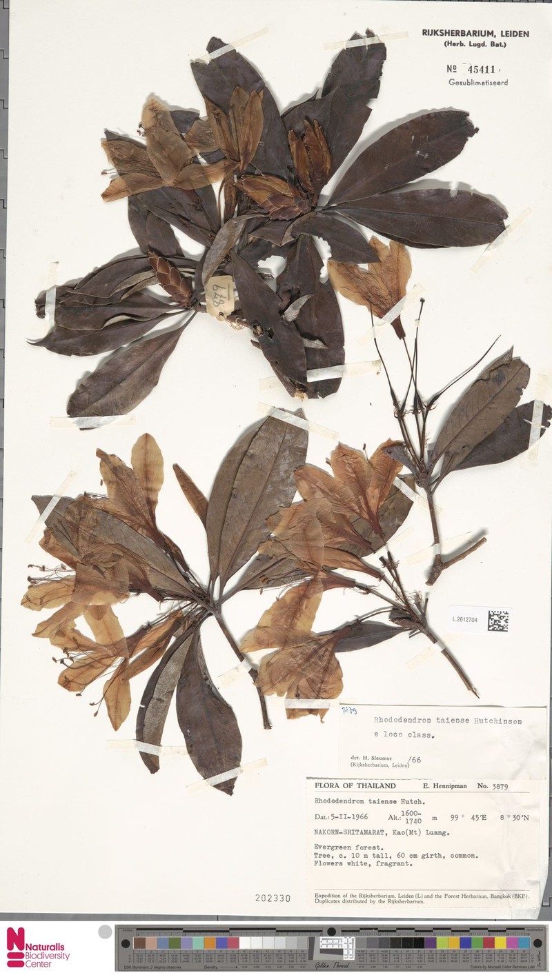Rhododendron taiense photo 5