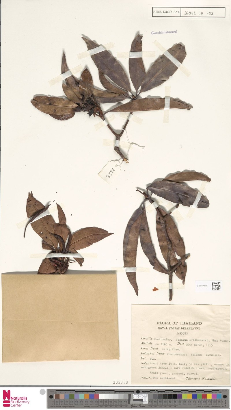 Rhododendron taiense photo 6