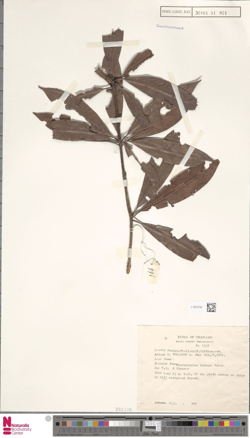 Rhododendron taiense photo 7