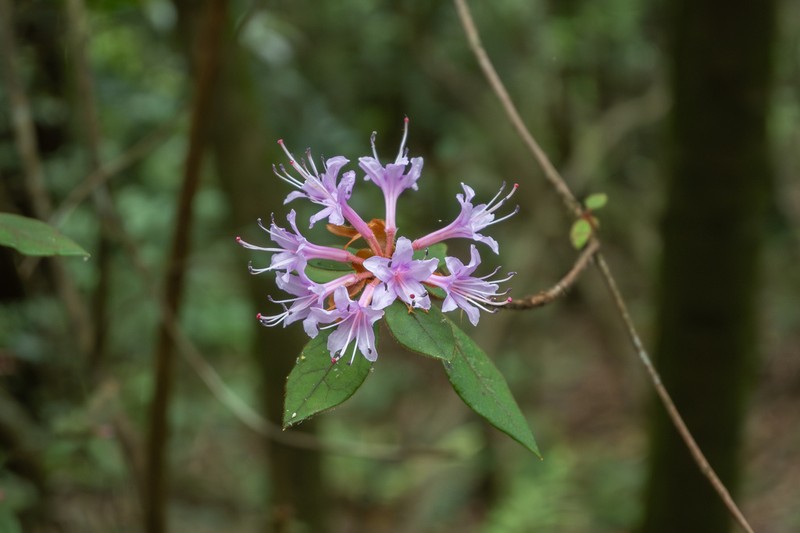 Rhododendron taipaoense