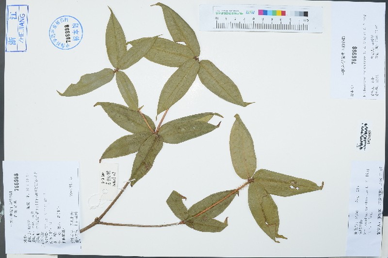 Rhododendron taishunense