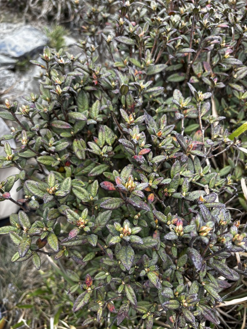 Rhododendron taiwanalpinum