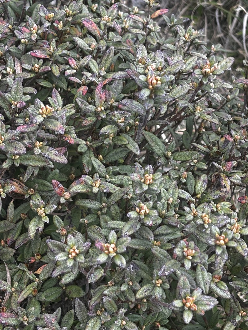 Rhododendron taiwanalpinum photo 2