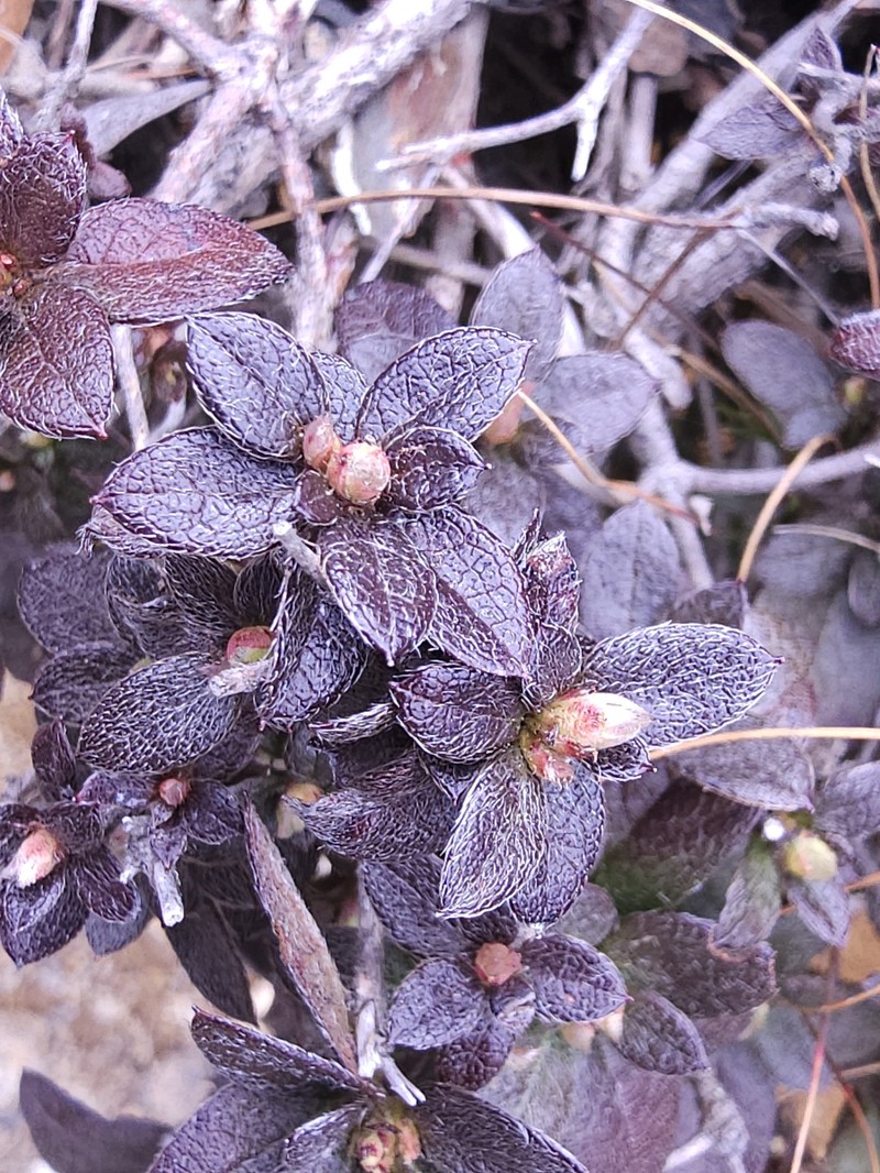 Rhododendron taiwanalpinum photo 3