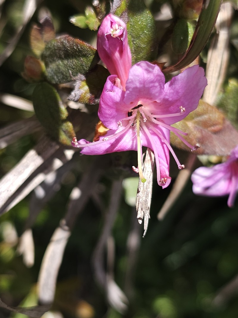Rhododendron taiwanalpinum photo 5