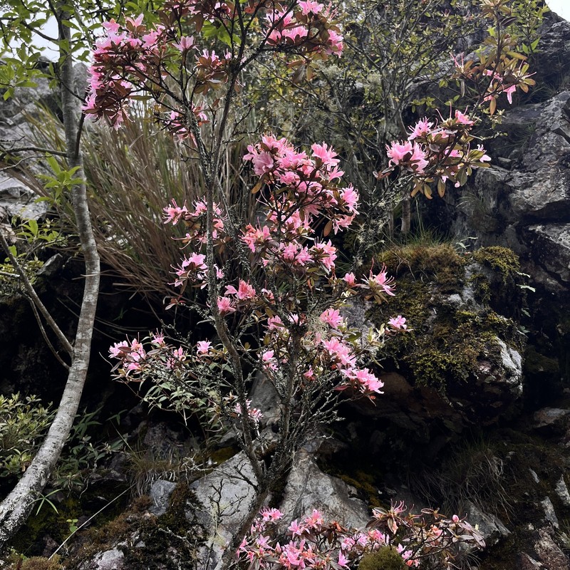 Rhododendron taiwanalpinum photo 6