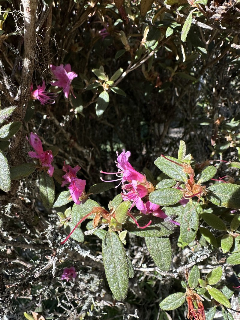 Rhododendron taiwanalpinum photo 7