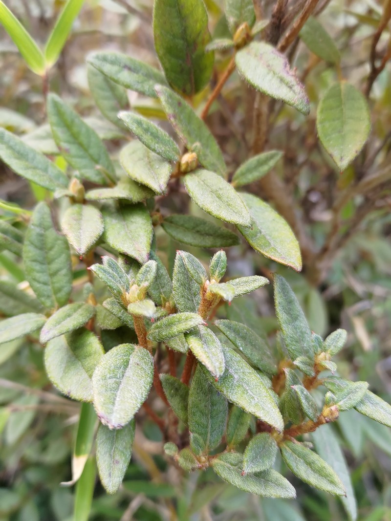 Rhododendron taiwanalpinum photo 8