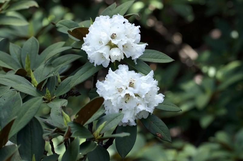 Rhododendron taliense