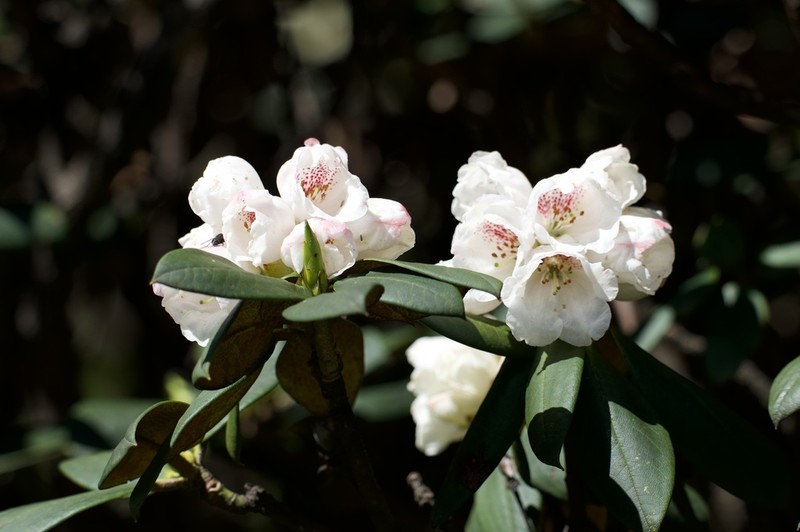 Rhododendron taliense photo 2