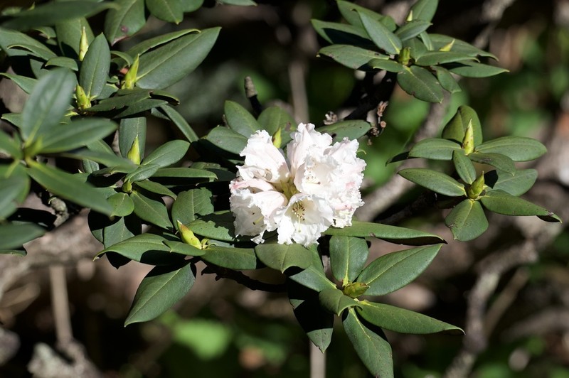 Rhododendron taliense photo 3