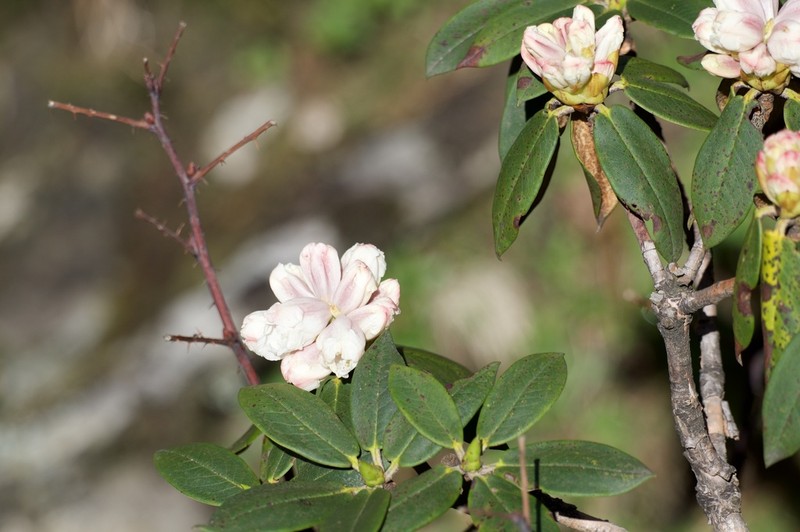 Rhododendron taliense photo 4