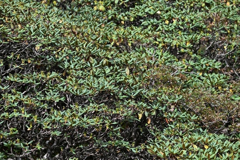 Rhododendron taliense photo 5