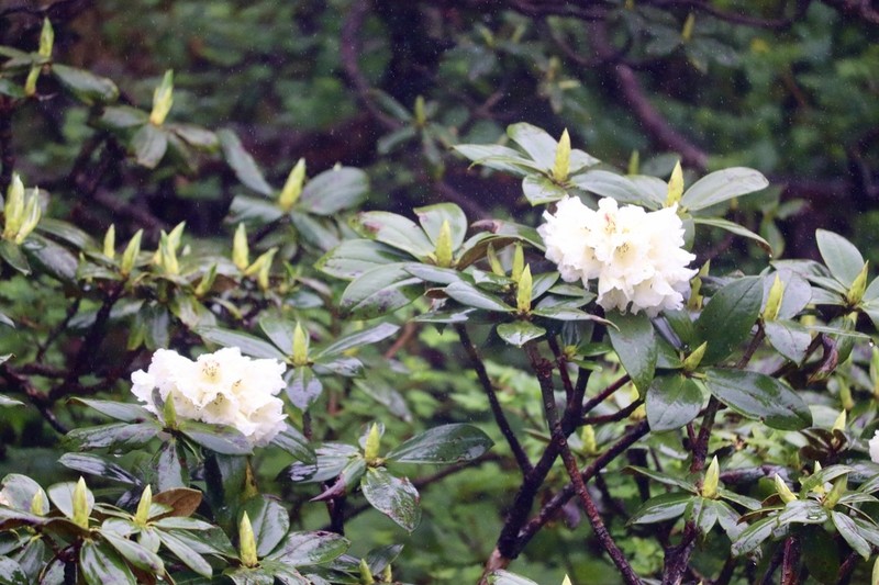 Rhododendron taliense photo 6