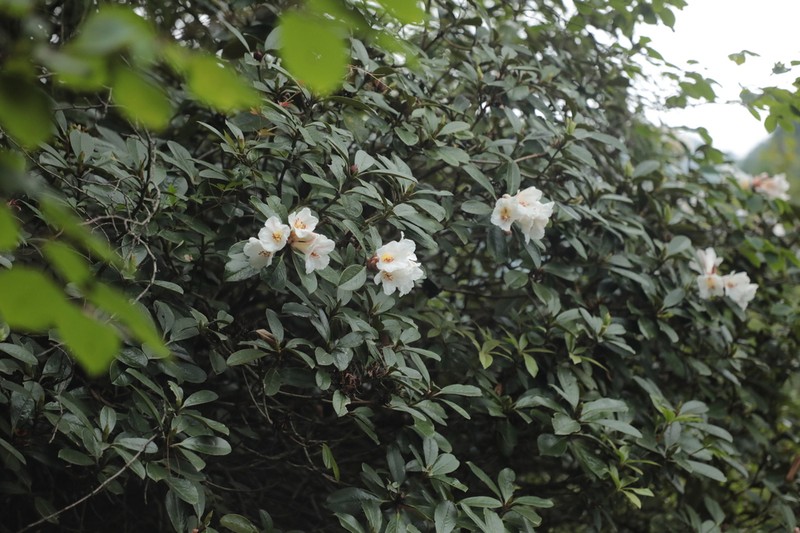 Rhododendron taliense photo 7