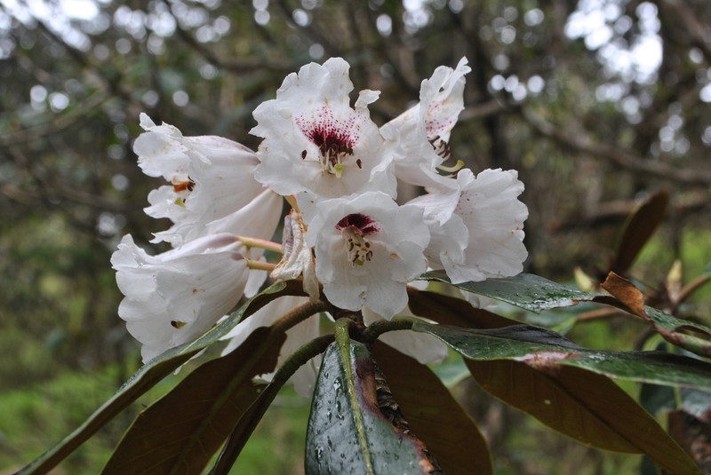 Rhododendron taliense photo 8