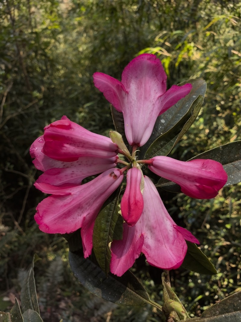 Rhododendron tanastylum