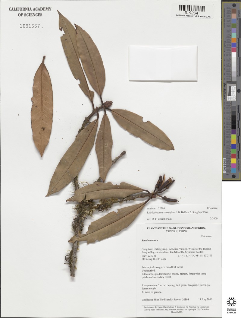 Rhododendron tanastylum photo 3