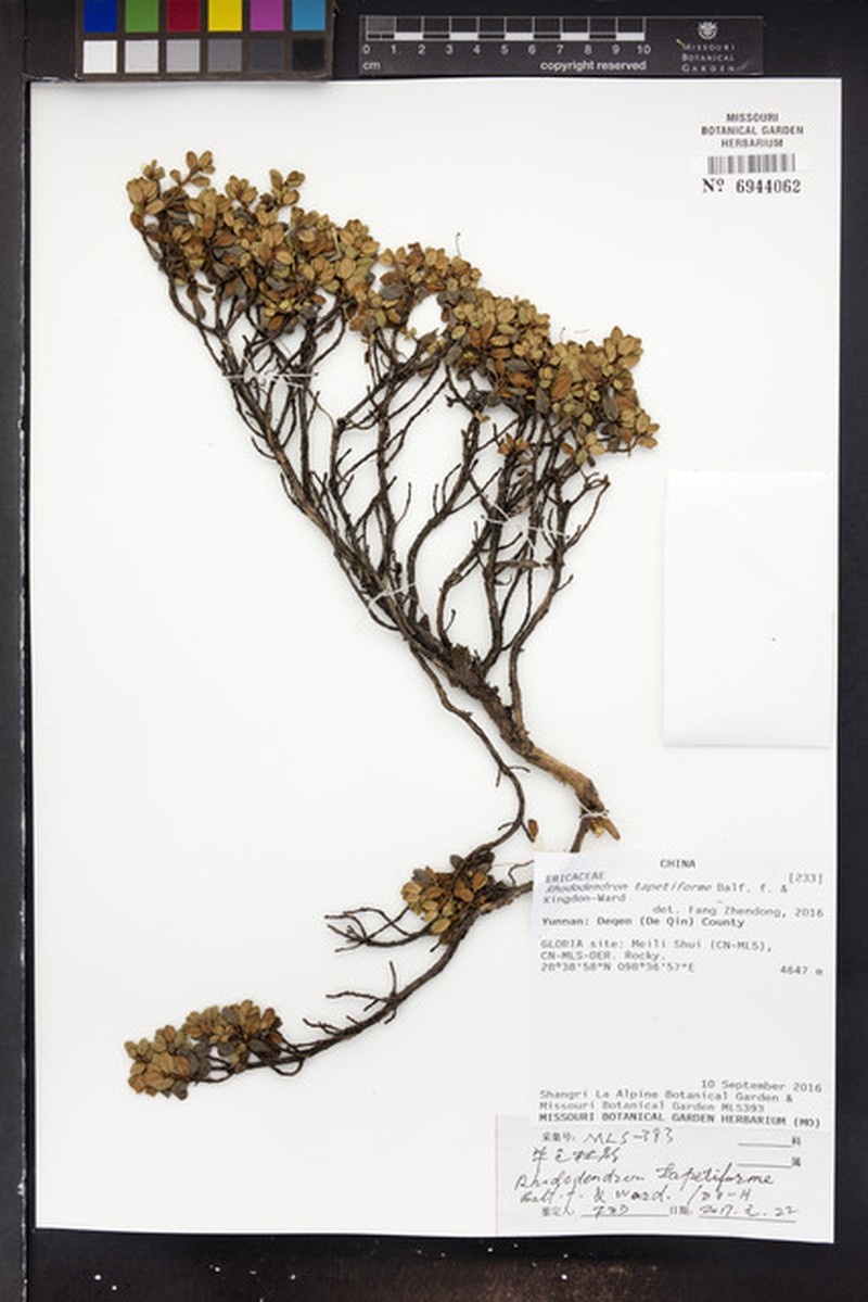 Rhododendron tapetiforme