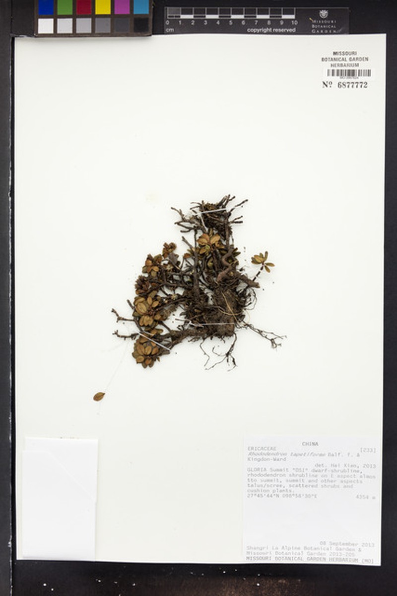 Rhododendron tapetiforme photo 2