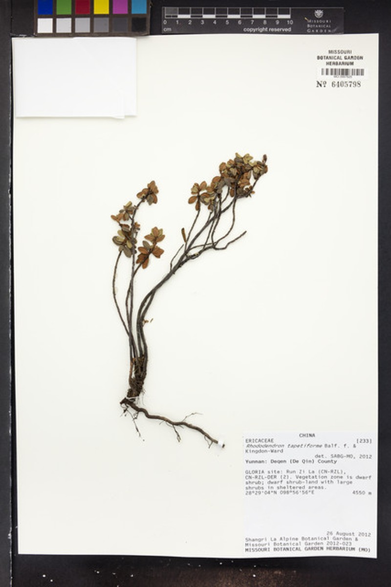 Rhododendron tapetiforme photo 3