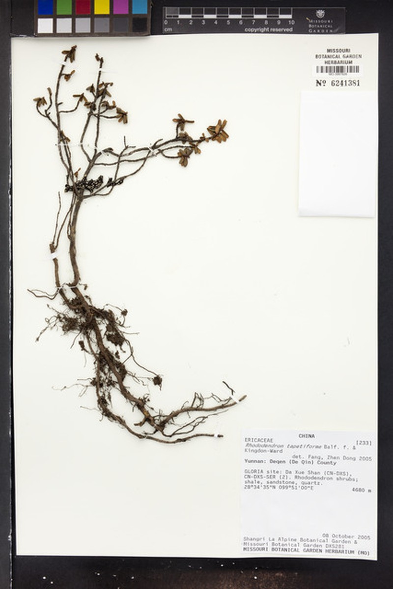 Rhododendron tapetiforme photo 4