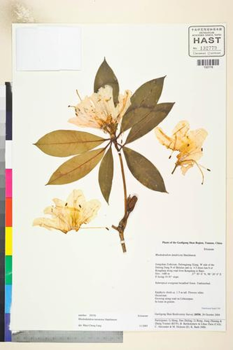 Rhododendron taronense photo 3
