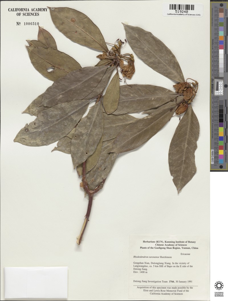 Rhododendron taronense photo 4
