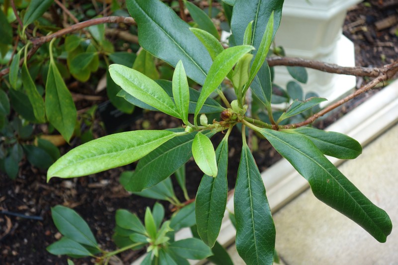 Rhododendron taronense photo 7