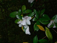 Rhododendron tashiroi
