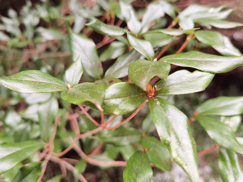 Rhododendron tashiroi photo 2