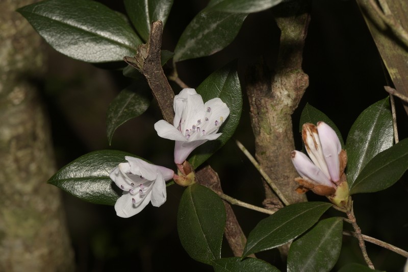 Rhododendron tashiroi photo 3