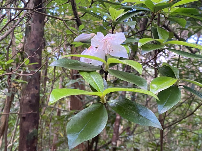 Rhododendron tashiroi photo 4