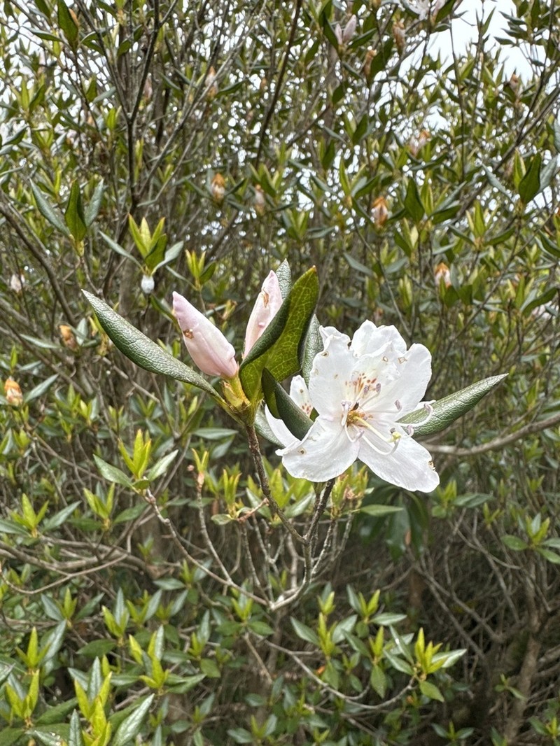 Rhododendron tashiroi photo 5