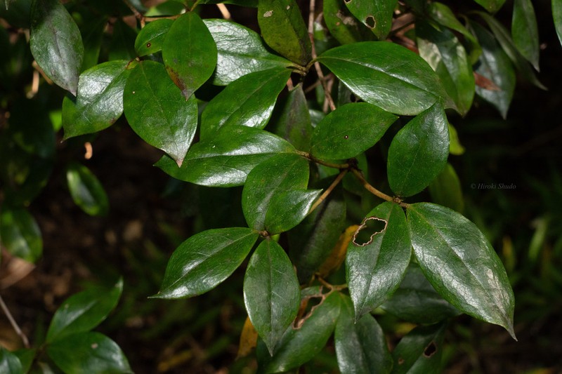 Rhododendron tashiroi photo 6