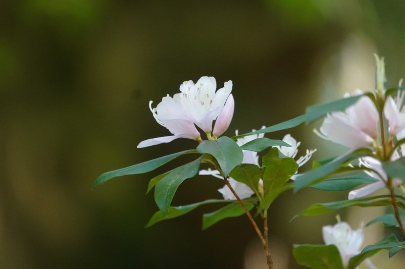 Rhododendron tashiroi photo 7