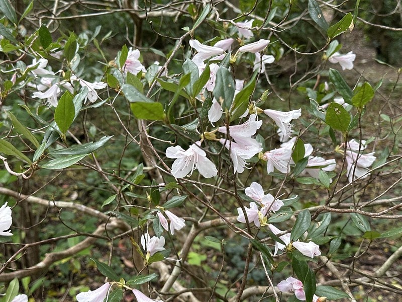 Rhododendron tashiroi photo 8