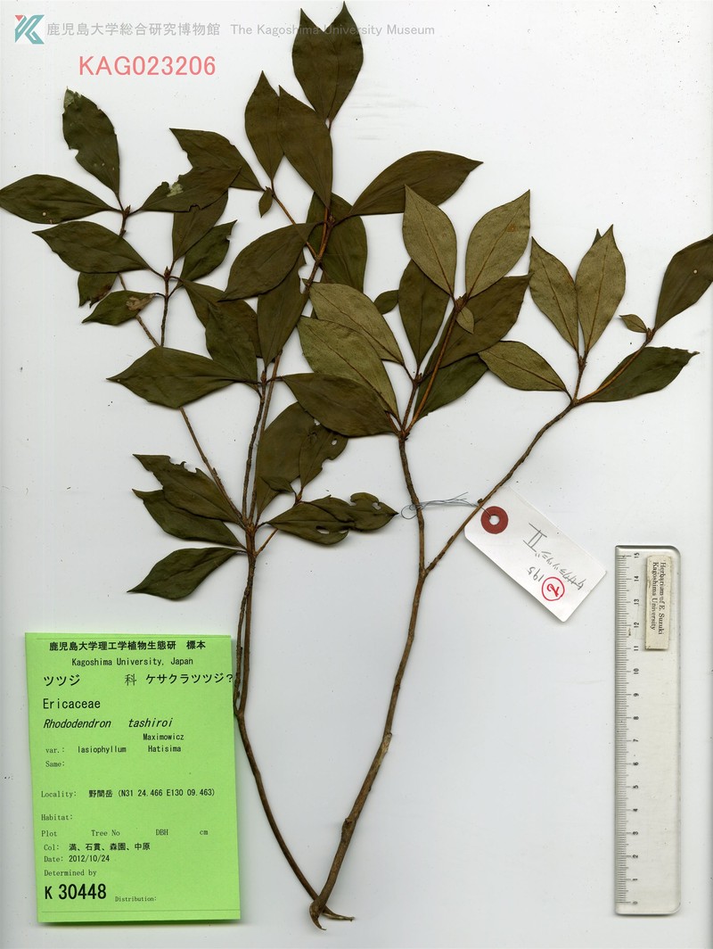 Rhododendron tashiroi var. lasiophyllum