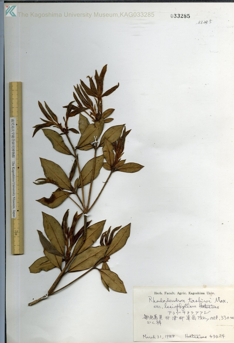 Rhododendron tashiroi var. lasiophyllum photo 2