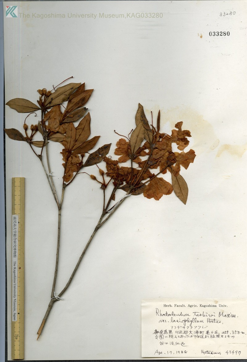 Rhododendron tashiroi var. lasiophyllum photo 3