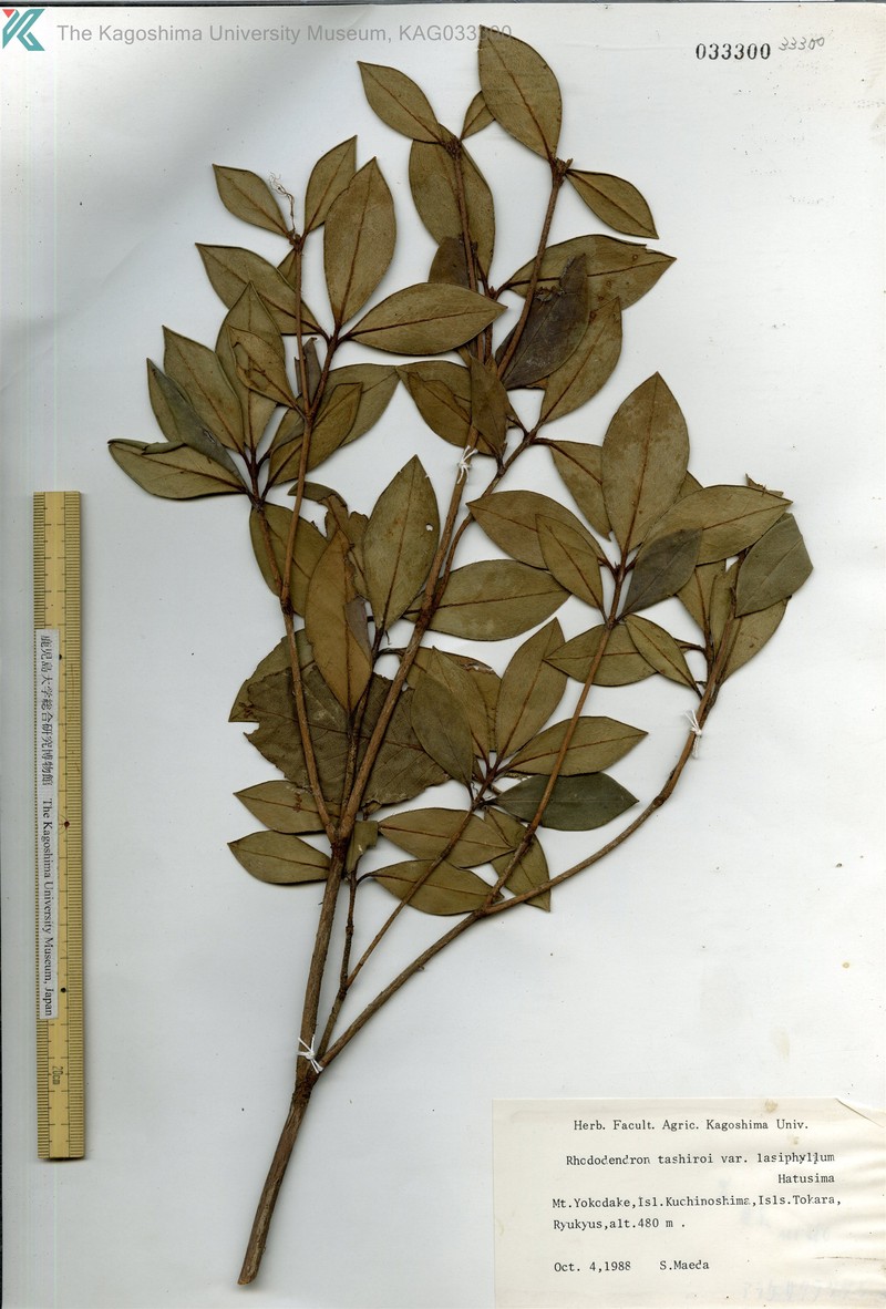 Rhododendron tashiroi var. lasiophyllum photo 4